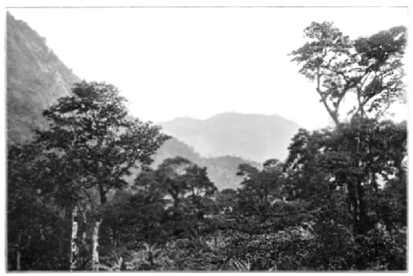 The Home of the Cacao.

(One of Messrs. Cadburys' Estates, Maracas, Trinidad)