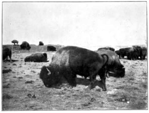 HERD OF BUFFALOES FEEDING ON THE HIGH PLAINS