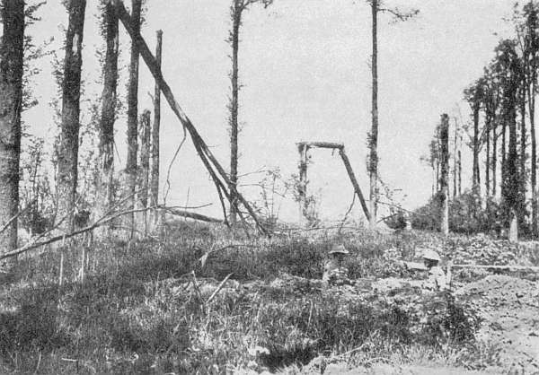 "AN OCCASIONAL BROKEN TREE TRUNK--SNAPPED OFF SHORT"