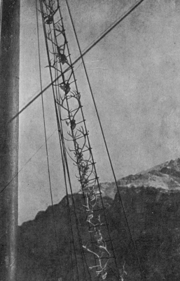 CARIBOU HEADS IN THE RIGGING OF THE ROOSEVELT