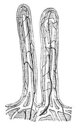 villi containing lacteals