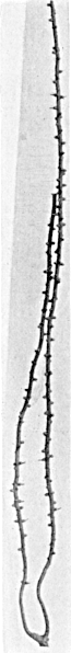 Fig. 851b.