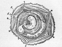 Embryo at Thirty Days.