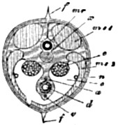 Fig. 46.—The same in transverse section through the
ovaries; lettering as in the preceding Fig.