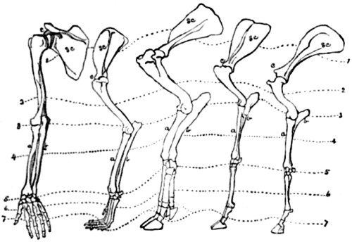 Anterior limb of Man, Dog, Hog, Sheep, and
Horse.