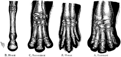 Bones of the foot of four forms of
the perissodactyl type.