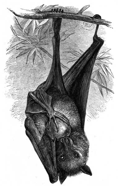 Flying Fox. (Pteropus ruficollis.)