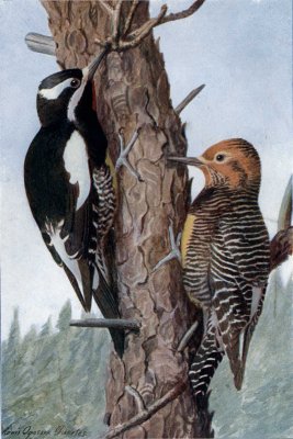 Williamson's Sapsucker