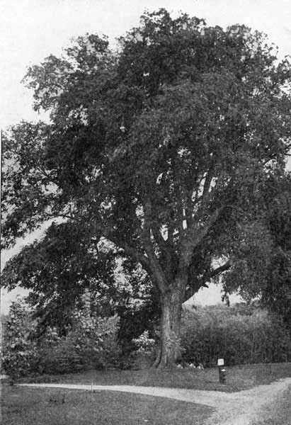 A mature American elm