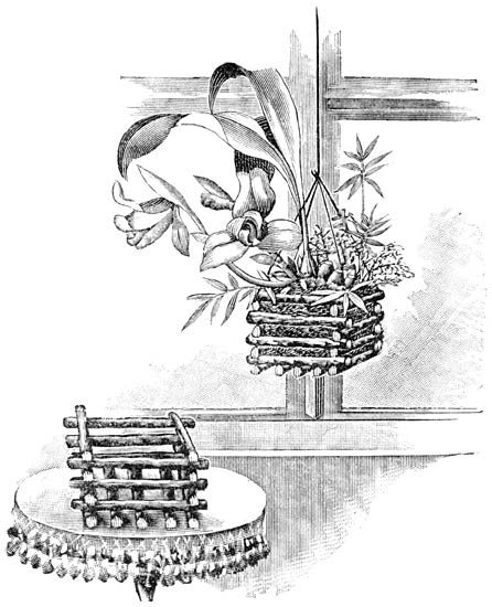 Fig. 159. Lycaste Skinneri.