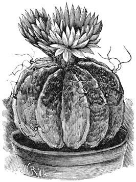 Fig. 198. Echinocactus capricornis.