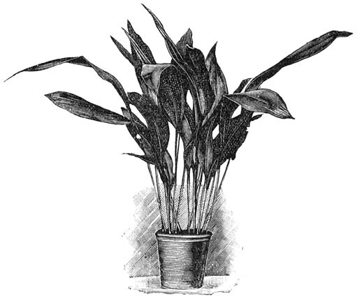 Fig. 217. Plectogyne (Aspidistra) elatior.