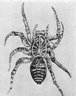 7. Trochosa singoriensis. After Kobert.