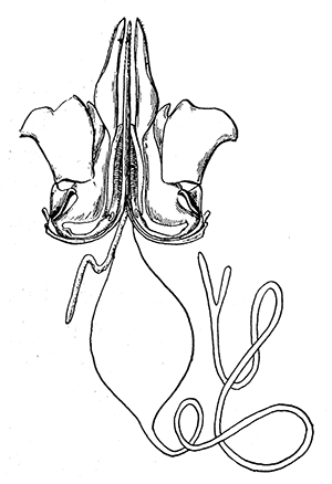 26. Poison apparatus of a honey
bee. Modified from Snodgrass.