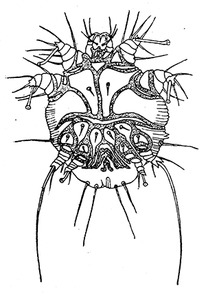 56a. Sarcoptes scabiei, male.
(100). After Frstenberg.