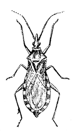 71. Conorhinus
sanguisugus.