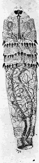 82. Young larva of
Dermatobia cyaniventris.
After Surcouf.