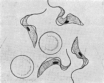 136. Trypanosome brucei. After Bruce.