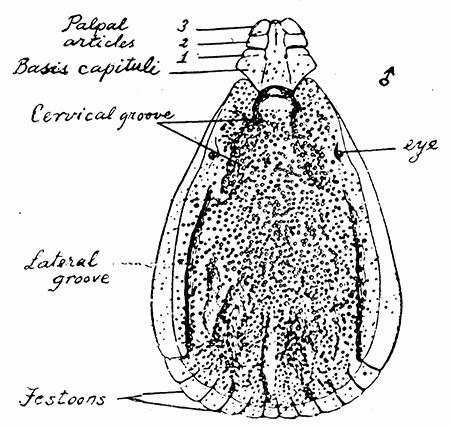 151. Rhipicephalus bursa, male.
After Nuttall and Warburton.