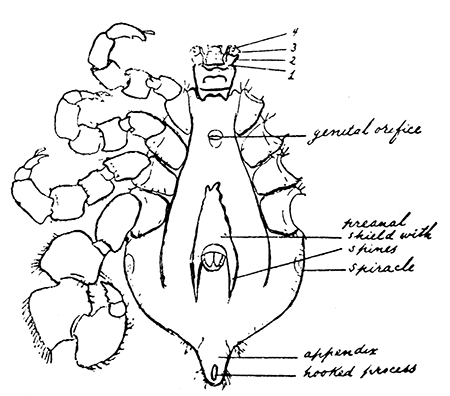 155. Margaropus winthemi, male. After
Nuttall and Warburton.