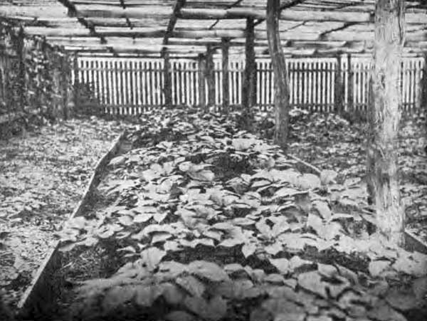 Bed of Mature Ginseng Plants Under Lattice.