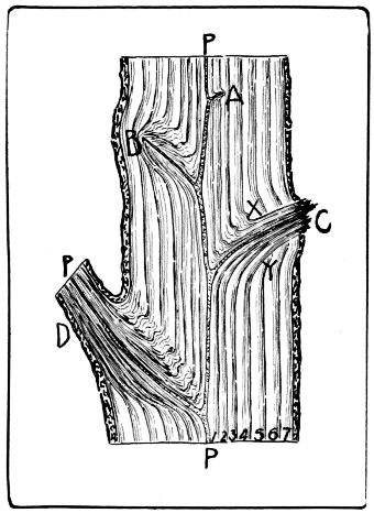 Section Thru the Trunk of a Seven Year Old Tree.