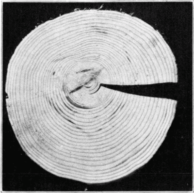 Cross section of Balsam Fir, Showing Fast Growth After Years of Suppression.