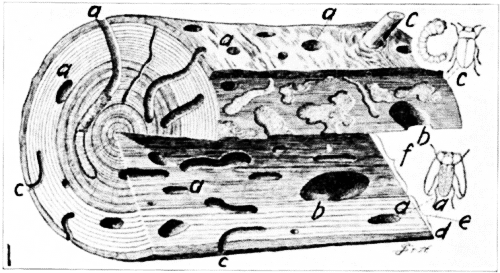 Work of Round-Headed and Flat-Headed Borers in Pine.