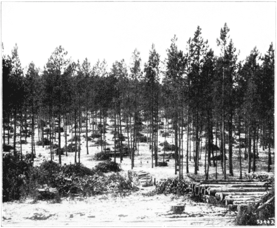 Conservative Lumbering. Black Hills National Forest, South Dakota.