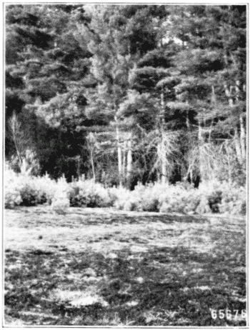 Seeding from the Side. White Pine. New Hampshire.