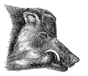 Fig. 63. Head of common wild boar, in prime
of life (from Brehm).