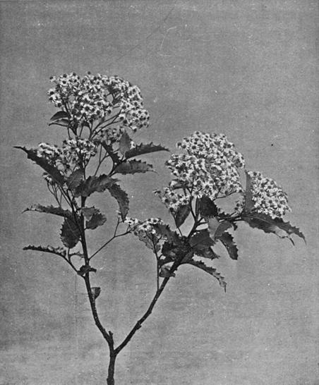 [Illustration: Olearia Macrodonta, Baker]