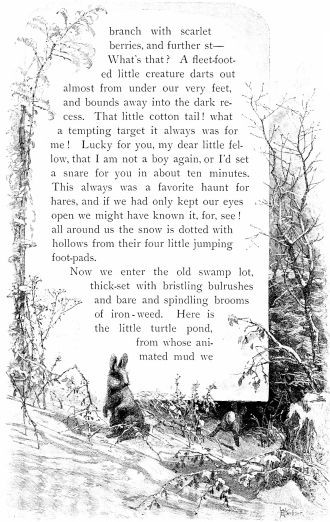 branch with scarlet berries, and further st—What’s that? A fleet-footed little
creature darts out almost from under our very feet, and bounds away into
the dark recess. That little cotton tail! what a tempting target it
always was for me! Lucky for you, my dear little fellow, that I am not a
boy again, or I’d set a snare for you in about ten minutes. This always
was a favorite haunt for hares, and if we had only kept our eyes open we
might have known it, for, see! all around us the snow is dotted with
hollows from their four little jumping foot-pads.

Now we enter the old swamp lot, thick-set with bristling bulrushes and
bare and spindling brooms of iron-weed. Here is the little turtle pond,
from whose animated mud we