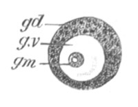 Ovum Of Carmarina