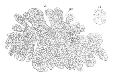 Ovum of Hydra in the amœboid state