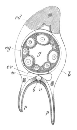 Transverse section of Comatula