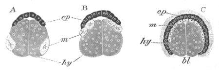 Sections through the ovum of Leptoplana