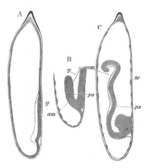 Three stages of Calopteryx