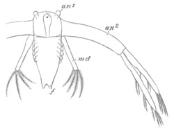 Nauplius larva of Leptodora hyalina