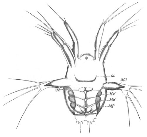 Nauplius of Euphausia