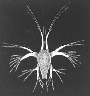 Nauplius stage of Penus