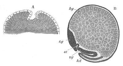 Two stages in the development of Palmon