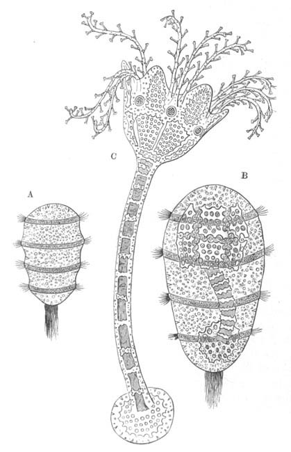 Three stages in the development of Antedon (Comatula.)