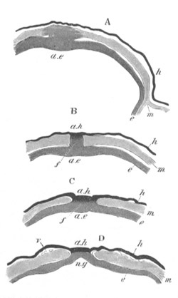 Illustration: Figure 143