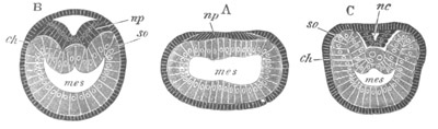 Illustration: Figure 180