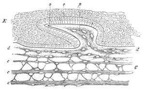 Illustration: Figure 235