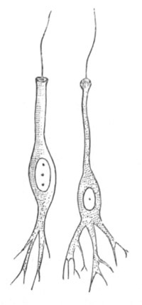 Illustration: Figure 236