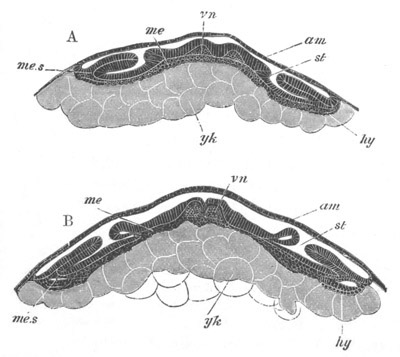 Illustration: Figure 245