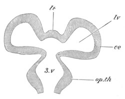 Illustration: Figure 257