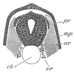 Illustration: Figure 269